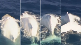 Migaloo, perhaps the world's only white humpback whale, has been spotted off the coast of Australia!